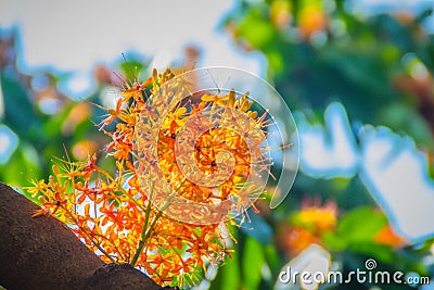 Beautiful orange asoka tree flowers (Saraca indica) on tree with green leaves background. Saraca indica, alsoknown as asoka-tree, Stock Photo