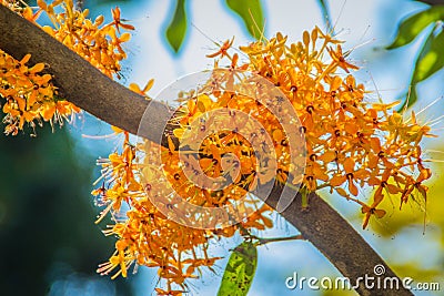 Beautiful orange asoka tree flowers (Saraca indica) on tree with green leaves background. Saraca indica, alsoknown as asoka-tree, Stock Photo