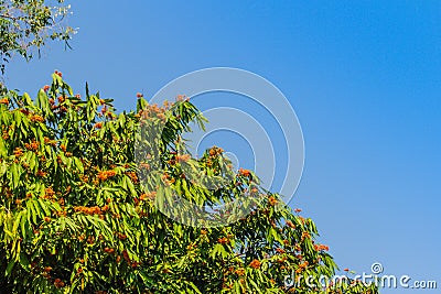 Beautiful orange asoka tree flowers (Saraca indica) on tree with green leaves background. Saraca indica, alsoknown as asoka-tree, Stock Photo