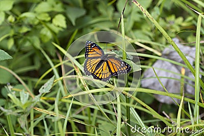 Beautiful Orange Black and White Viceroy Butterfly - Limenitis archippus Stock Photo