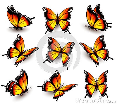 Beautiful orange butterfly in different positions. Vector Illustration
