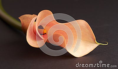 Beautiful orange calla lilly Stock Photo