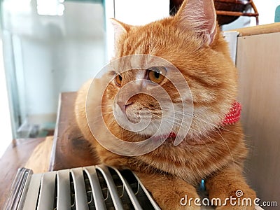 Beautiful orange cat rests on the table beside the air box Stock Photo