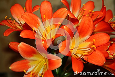 Beautiful orange flowers in all its glory on a bright sunny day Stock Photo
