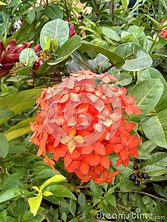 Beautiful orange flowers - Hermosas flores naranjas Stock Photo