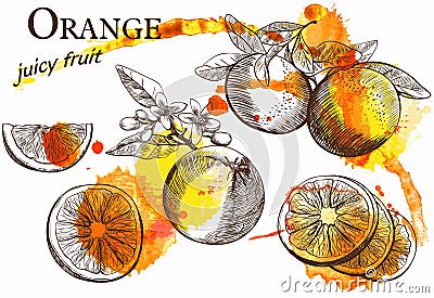 Beautiful orange Vector Illustration