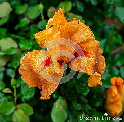 Beautiful Orange Iris After the Rain Stock Photo