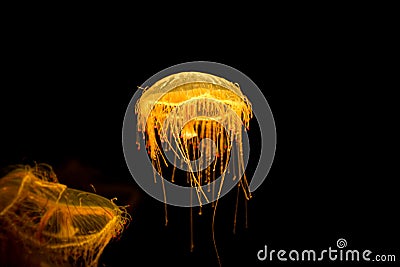 Beautiful Orange jellyfish or Pacific sea nettle or Chrysaora fuscescens sea animal motion dancing in the darkness of the sea Stock Photo