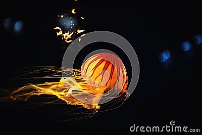 Beautiful Orange jellyfish or Pacific sea nettle Chrysaora fuscescens motion dancing in the darkness of the sea background Stock Photo