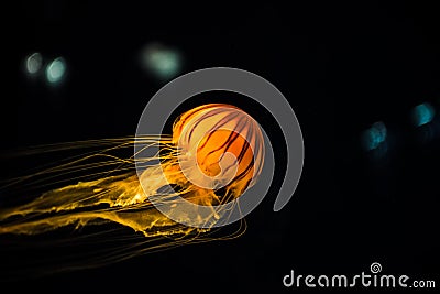 Beautiful Orange jellyfish or Pacific sea nettle or Chrysaora fuscescens motion dancing in the darkness of the sea Stock Photo