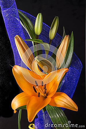 Beautiful orange lily flower on black background Stock Photo