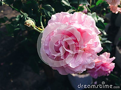 Beautiful orange and pink rose Stock Photo