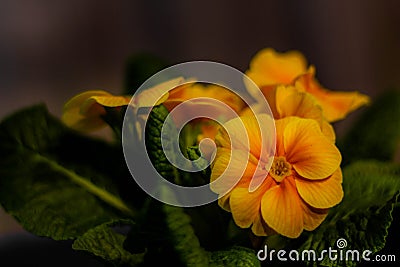 Beautiful orange primula close-up Stock Photo