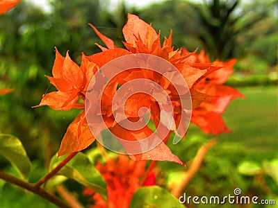 Beautiful orange or red color Bougainvillea Or ornamental vines, bushes, or trees or Orange King bougainvillea. Stock Photo