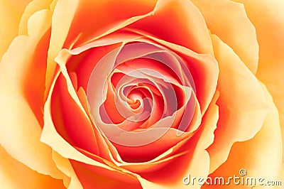Beautiful orange rose Stock Photo