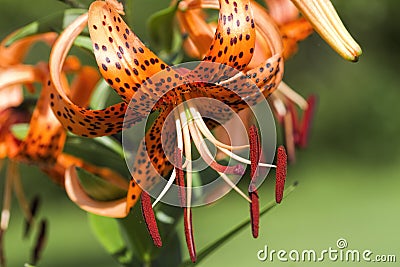 Orange Speckled Tiger Lily Blossom - Lilium lancifolium Stock Photo