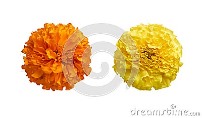 Beautiful orange and yellow marigold flowers isolated on white background Indian flowers for traditional functions pongal, diwali, Stock Photo