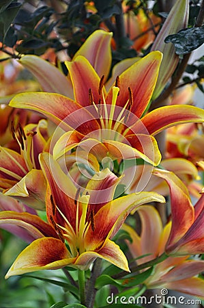 Tropical tiger lilies Stock Photo