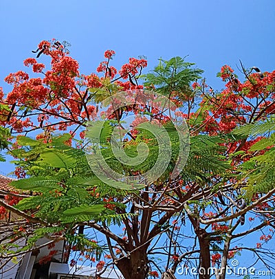 Beautiful Oranges Flower Stock Photo