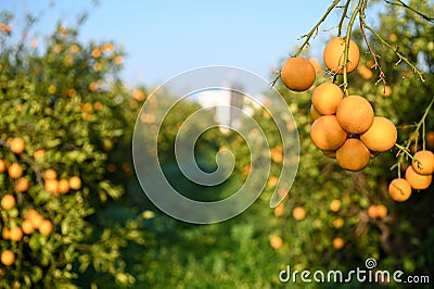beautiful oranges in the garden in winter in Cyprus 1 Stock Photo