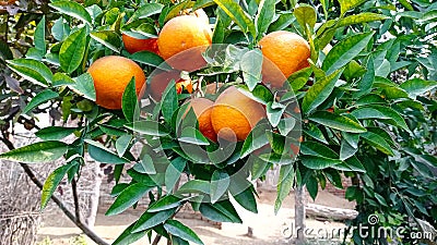 Beautiful Oranges on Plant Stock Photo