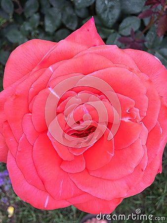 A beautiful oranges Roses flower Stock Photo