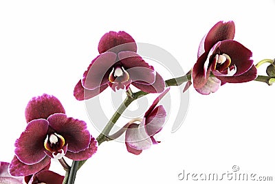 Beautiful orchid Stock Photo