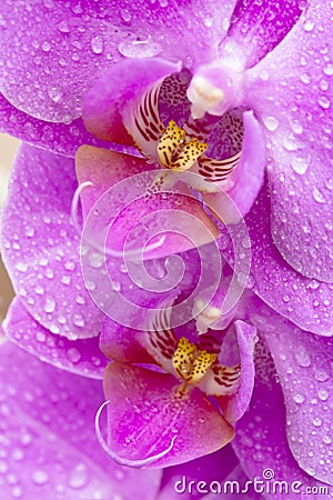 Beautiful Orchid Stock Photo