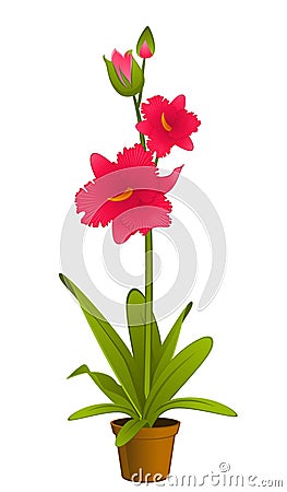 Beautiful orchid Vector Illustration