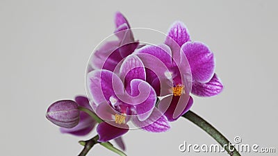 Beautiful orchid abode of intense color and a lot of beauty Stock Photo