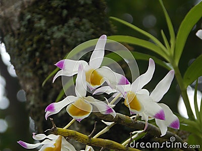 Beautiful orchid blooming Stock Photo
