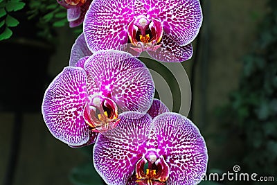 Beautiful orchid flower in the garden. Violet Orchids close up. Stock Photo