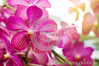 Beautiful orchid flower, Violet orchids. Orchid in tropical garden. Orchid in nature Stock Photo