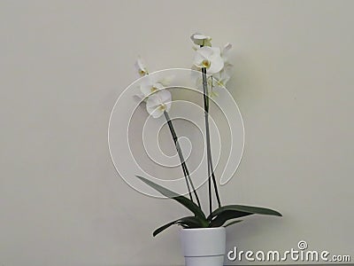 Beautiful orchid in an incredible color and of great beauty Stock Photo