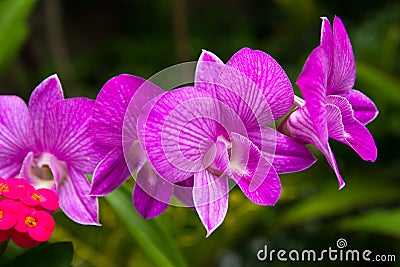 Beautiful Orchid. Photorealistic Stock Photo