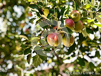 Beautiful Organic Apples Stock Photo