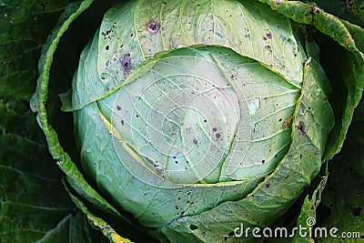 Beautiful Organic Cabbage Stock Photo