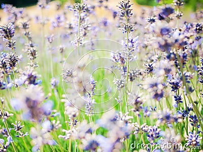 Beautiful organic lavender background on green and violet hue. Stock Photo