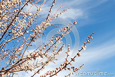 Beautiful organic natural blooming apricot tree branches against blue clear sky background on bright sunny day. Spring blossoming Stock Photo