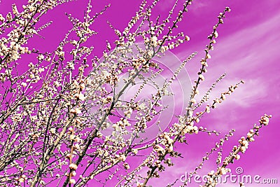 Beautiful organic natural blooming apricot tree branches against pink abstract clear sky background on bright sunny day. Spring Stock Photo