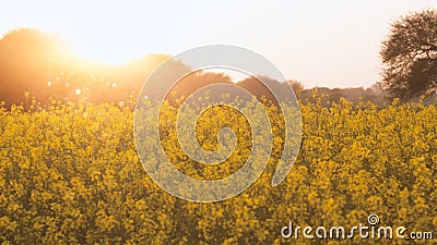 Beautiful Organic Yellow Mustard Flowers in field, Stock Photo