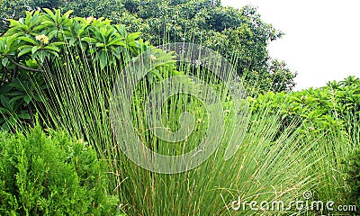 A beautiful ornamental grass plant. Stock Photo