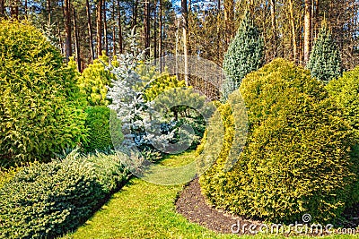 Ornamental landscaped garden with conifers Stock Photo