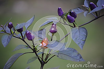 Beautiful Ornamental Pepper Plant Stock Photo