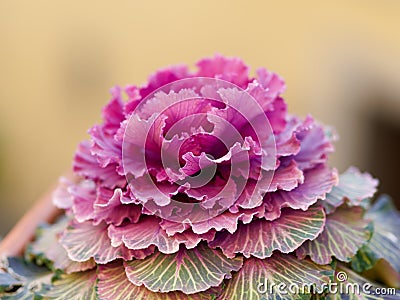 Beautiful ornamental purple cabbage with bright magenta and grey frilly leaves in the garden Stock Photo