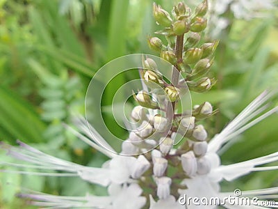 The beautiful Orthosiphon aristatus plant blooms in the morning Stock Photo