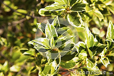 Beautiful Osmanthus Heterophyllus Goshiki False Holly, holly osmanthus or holly olive with spiky variegated evergreen foliage. Stock Photo