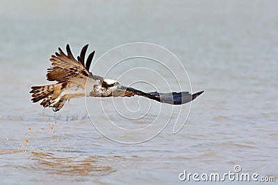 Beautiful Osprey bird Stock Photo
