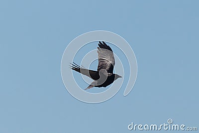 This beautiful Osprey bird was flying through the beautiful blue sky when I took this picture. The bird of prey has his wings out. Stock Photo
