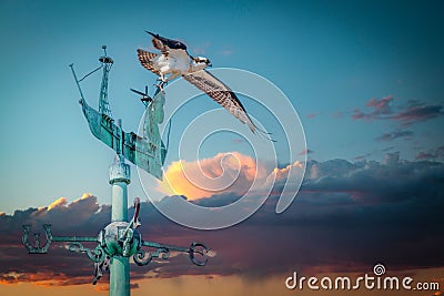 Beautiful Osprey with long wings ready to fly on a blue construction during sunset Stock Photo